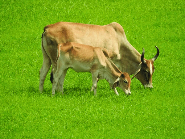 Cow Image